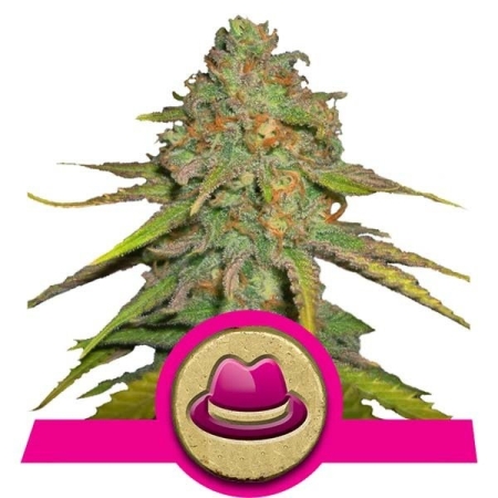 Royal Queen Seeds O.G. Kush 