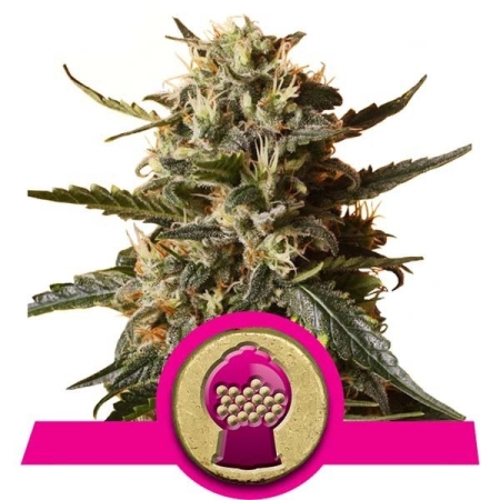 Royal Queen Seeds Bubblegum XL