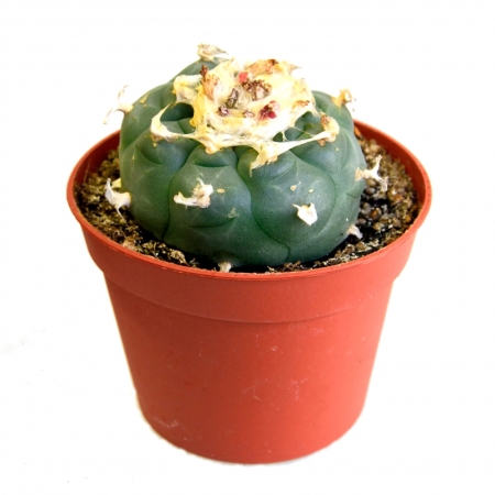 Sirius Mescalin Cacti Peyote XL