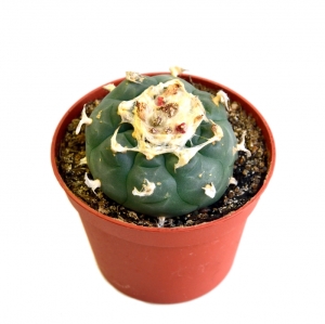Sirius Mescalin Cacti Peyote XL