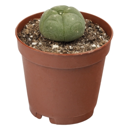 Sirius Mescalin Cacti Peiote S