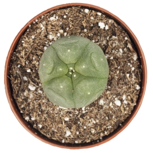 Cactus Mescalinici Sirius Peyote S