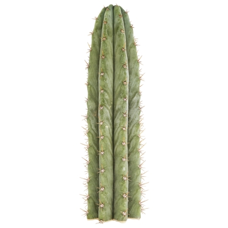 Sirius Mescaline Cactussen Peruvian Torch