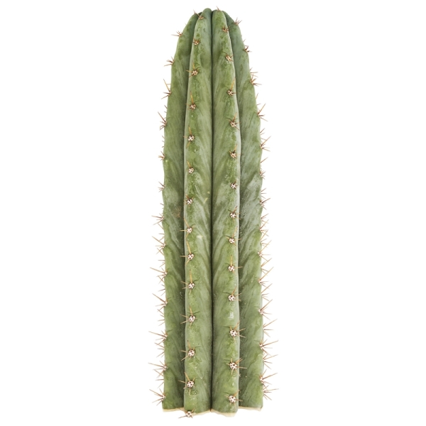 Sirius Mescalin Cacti Torche Péruvienne (Echinopsis peruvianus)