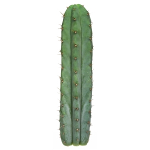 Sirius Mescalin Cacti Peruvian Torch