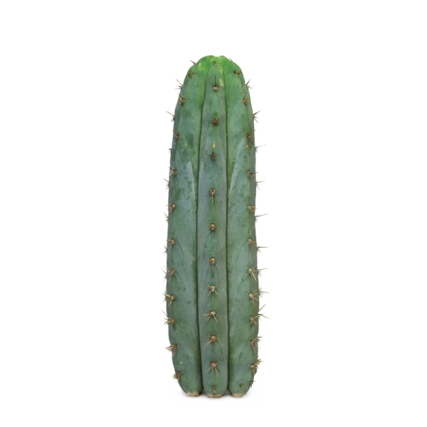 Sirius Mescalin Cacti Peruvian Torch
