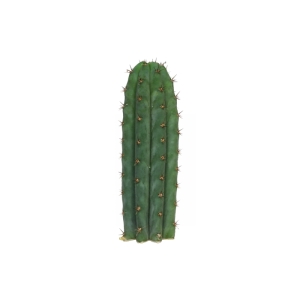 Sirius Mescalin Cacti Peruvian Torch