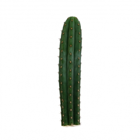 Sirius Mescaline Cactussen Macrogona