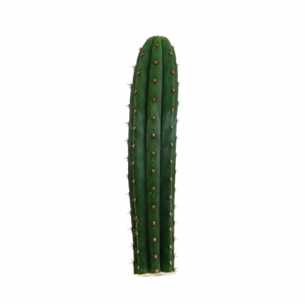 Sirius Mescalin Cacti Macrogona