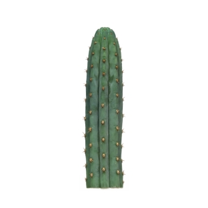 Sirius Mescalin Cacti Macrogona