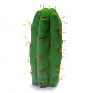 Sirius Mescalin Cacti Bolivian Torch