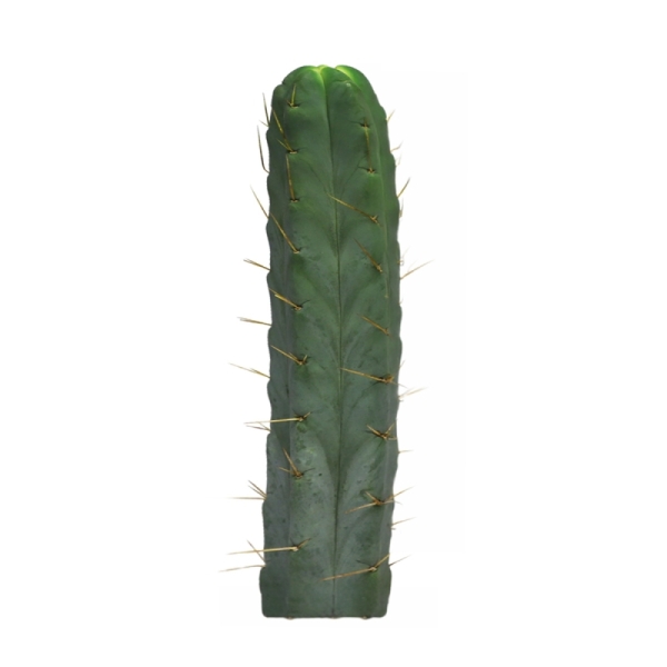 Sirius Mescalin Cacti Bolivian Torch