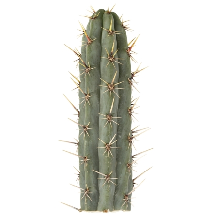 Sirius Mescalin Cacti Cuzco Torch (Echinopsis cuzcoensis)