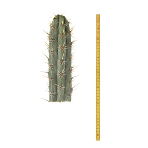Sirius Mescalin Cacti Torche Cuzco (Echinopsis cuzcoensis)