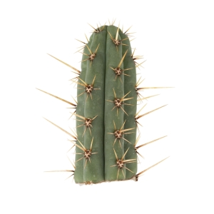 Sirius Mescalin Cacti Torche Cuzco (Echinopsis cuzcoensis)