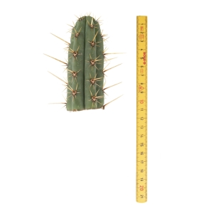 Sirius Mescalin Cacti Torche Cuzco (Echinopsis cuzcoensis)