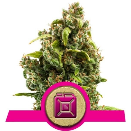 Royal Queen Seeds Sour Diesel