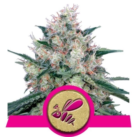 Royal Queen Seeds Honey Cream