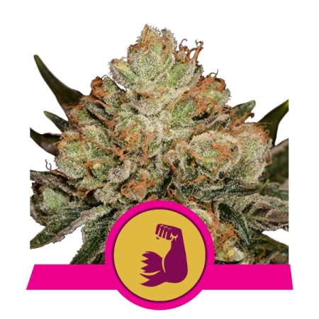 Royal Queen Seeds Hulkberry