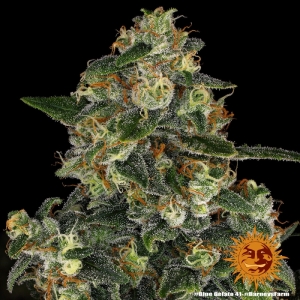 Barney's Farm BLUE GELATO 41™