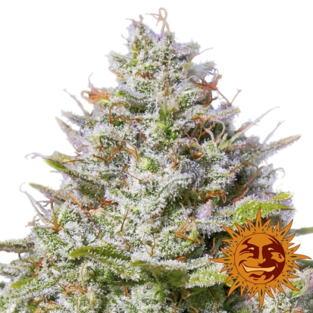 Barney's Farm BLUE GELATO 41™