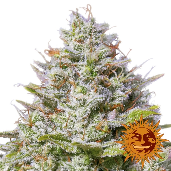 Barney's Farm Blue Gelato 41