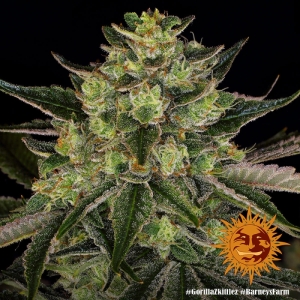 Barney's Farm GORILLA ZKITTLEZ™