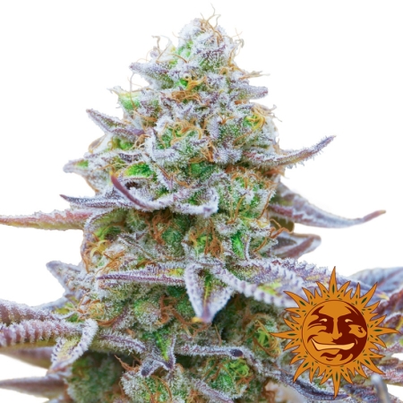 Barney's Farm GORILLA ZKITTLEZ™