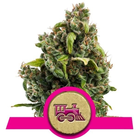 Royal Queen Seeds Candy Kush Express