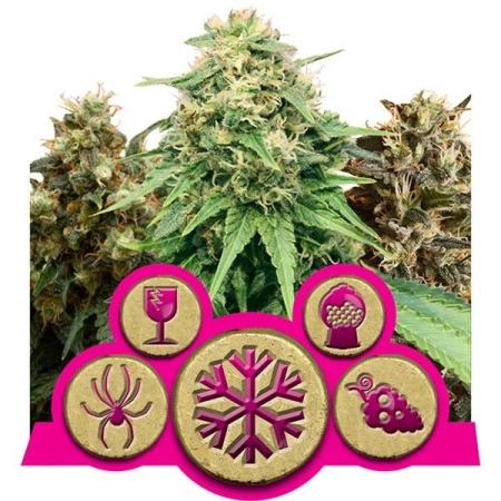 Royal Queen Seeds Feminized Mix