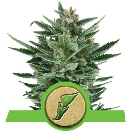 Royal Queen Seeds Quick One Automatic