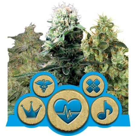 Royal Queen Seeds CBD Mix