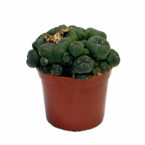Sirius Mescalin Cacti Amas de Peyote