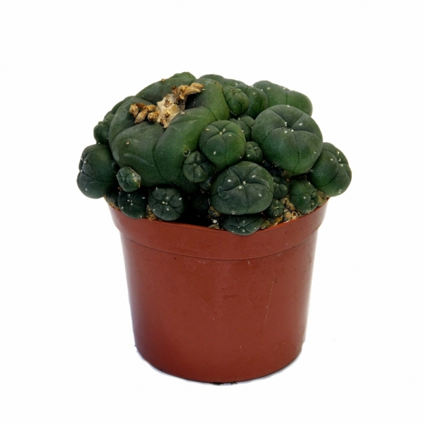 Sirius Mescalin Cacti Amas de Peyote