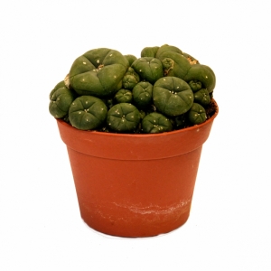Sirius Mescalin Cacti Amas de Peyote