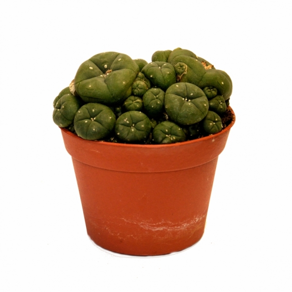 Sirius Mescalin Cacti Amas de Peyote