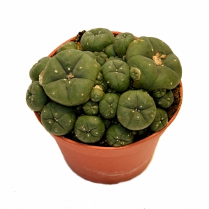 Sirius Mescalin Cacti Amas de Peyote