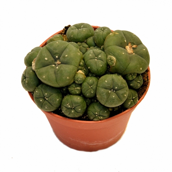 Sirius Mescalin Cacti Amas de Peyote