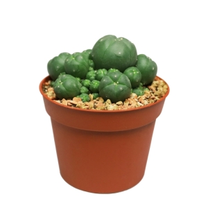 Sirius Mescalin Cacti Peyotl en Touffe
