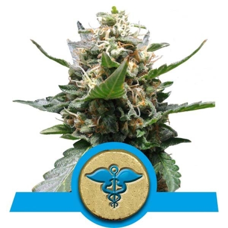 Royal Medic cannabis