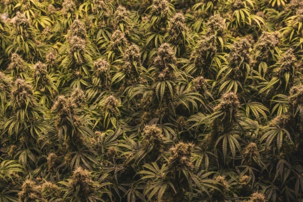 Cannabis growing: Sea Of Green