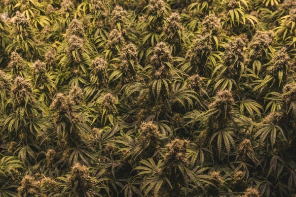 Cultivo de cannabis: Sea Of Green