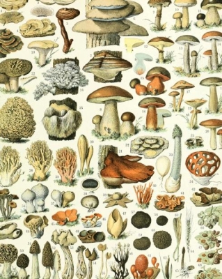 Picking medicinal mushrooms with Paul Stamets
