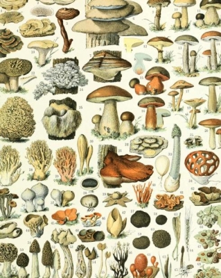 Raccogliere funghi medicinali con Paul Stamets