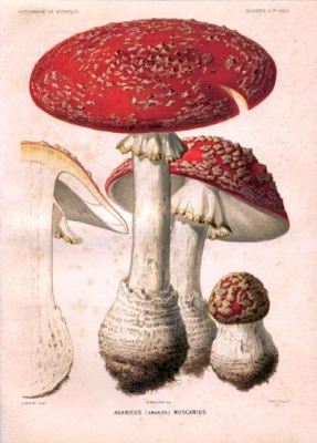 Amanita Muscaria, chamanisme et père Noël