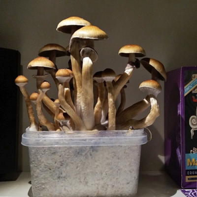Magic Mushroom Growkit: Step By Step