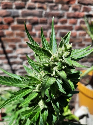 Growers Choice cannabis zaden review