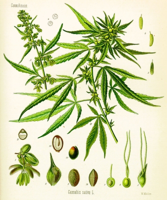 Wat zijn de verschillen tussen CBD wiet en THC-rijke cannabis? 