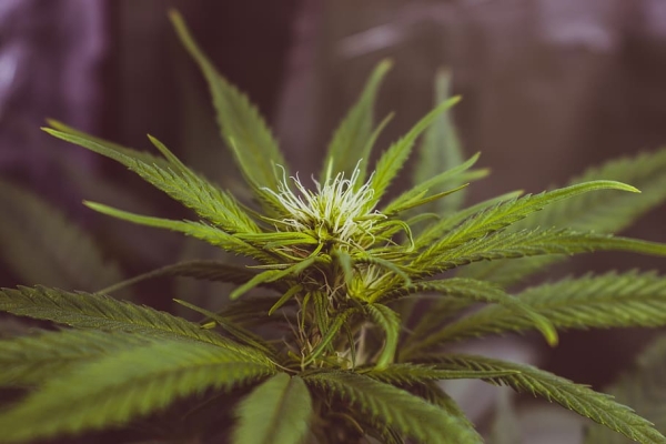 What are the best Sativa and Indica cannabis strains to grow this spring 2022?