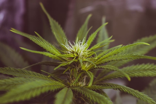 Jakie są najlepsze odmiany konopi Sativa i Indica do uprawy wiosną 2022 roku?